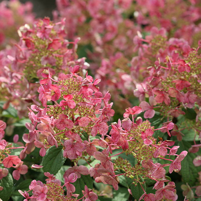 Delicate pink and red hydrangea flowers